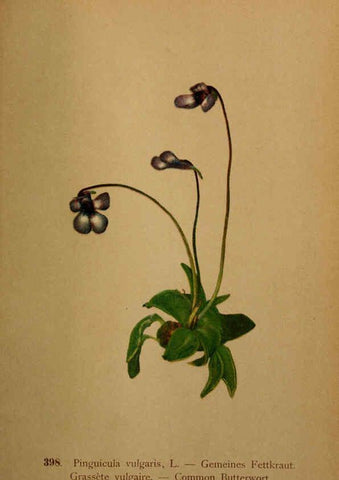 Reproducción/Reproduction 6389300673: Atlas de la flora alpine 4. Genève,Georg & Co.,1899