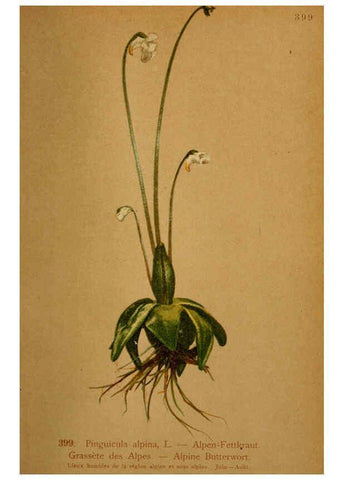 Reproducción/Reproduction 6389301127: Atlas de la flora alpine 4. Genève,Georg & Co.,1899