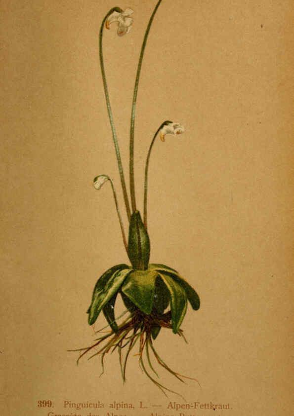 Reproducción/Reproduction 6389301127: Atlas de la flora alpine 4. Genève,Georg & Co.,1899