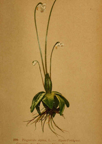 Reproducción/Reproduction 6389301127: Atlas de la flora alpine 4. Genève,Georg & Co.,1899