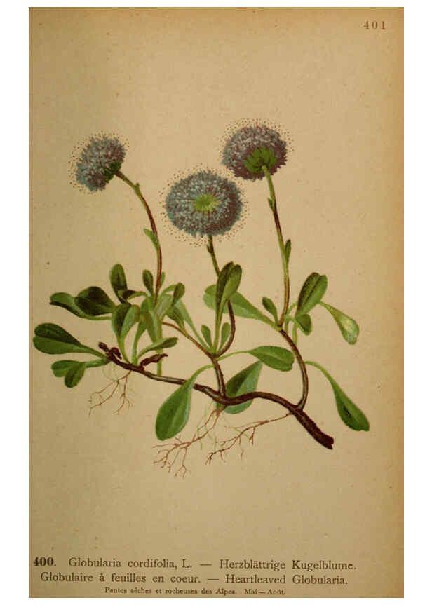 Reproducción/Reproduction 6389301599: Atlas de la flora alpine 4. Genève,Georg & Co.,1899