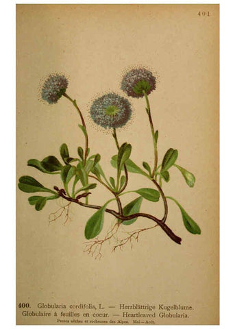 Reproducción/Reproduction 6389301599: Atlas de la flora alpine 4. Genève,Georg & Co.,1899