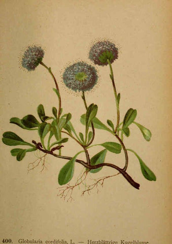 Reproducción/Reproduction 6389301599: Atlas de la flora alpine 4. Genève,Georg & Co.,1899