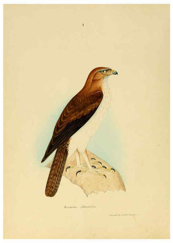 Reproducción/Reproduction 6418318273: Illustrations of Indian ornithology Madras :Printed by P.R. Hunt, American Mission Press,1847