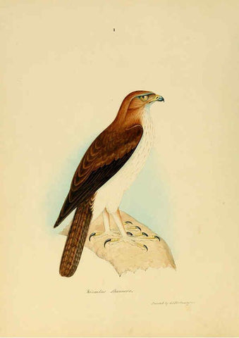 Reproducción/Reproduction 6418318273: Illustrations of Indian ornithology Madras :Printed by P.R. Hunt, American Mission Press,1847