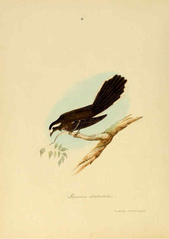 Reproducción/Reproduction 6418318791: Illustrations of Indian ornithology Madras :Printed by P.R. Hunt, American Mission Press,1847