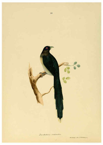 Reproducción/Reproduction 6418319271: Illustrations of Indian ornithology Madras :Printed by P.R. Hunt, American Mission Press,1847