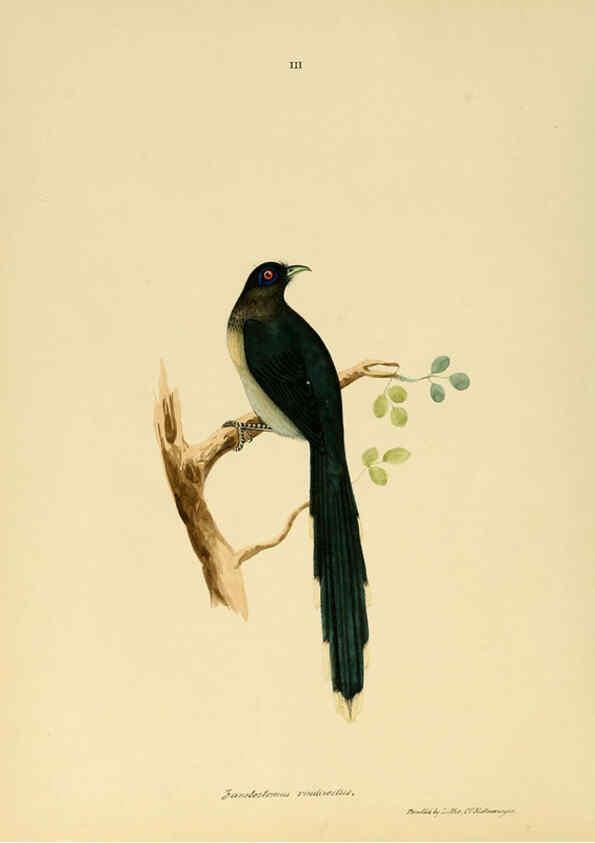 Reproducción/Reproduction 6418319271: Illustrations of Indian ornithology Madras :Printed by P.R. Hunt, American Mission Press,1847