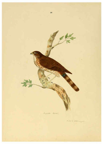 Reproducción/Reproduction 6418319743: Illustrations of Indian ornithology Madras :Printed by P.R. Hunt, American Mission Press,1847