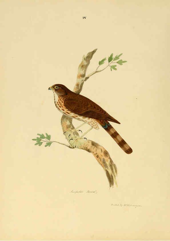 Reproducción/Reproduction 6418319743: Illustrations of Indian ornithology Madras :Printed by P.R. Hunt, American Mission Press,1847