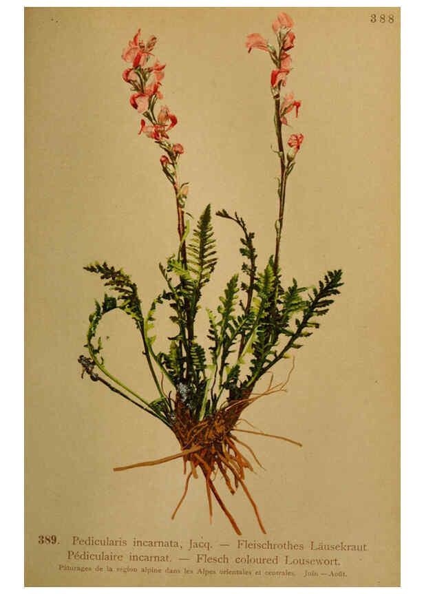 Reproducción/Reproduction 6389295759: Atlas de la flora alpine 4. Genève,Georg & Co.,1899