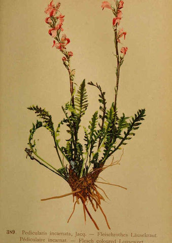 Reproducción/Reproduction 6389295759: Atlas de la flora alpine 4. Genève,Georg & Co.,1899