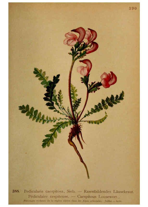 Reproducción/Reproduction 6389295185: Atlas de la flora alpine 4. Genève,Georg & Co.,1899