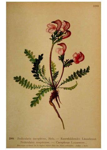 Reproducción/Reproduction 6389295185: Atlas de la flora alpine 4. Genève,Georg & Co.,1899