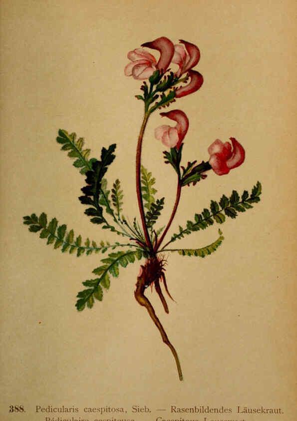 Reproducción/Reproduction 6389295185: Atlas de la flora alpine 4. Genève,Georg & Co.,1899