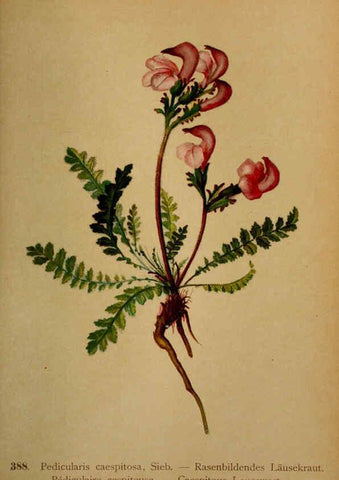 Reproducción/Reproduction 6389295185: Atlas de la flora alpine 4. Genève,Georg & Co.,1899