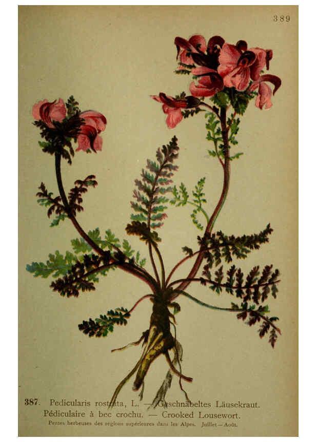Reproducción/Reproduction 6389294737: Atlas de la flora alpine 4. Genève,Georg & Co.,1899
