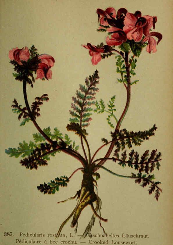 Reproducción/Reproduction 6389294737: Atlas de la flora alpine 4. Genève,Georg & Co.,1899