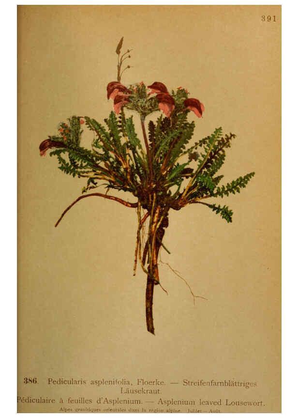 Reproducción/Reproduction 6389294341: Atlas de la flora alpine 4. Genève,Georg & Co.,1899
