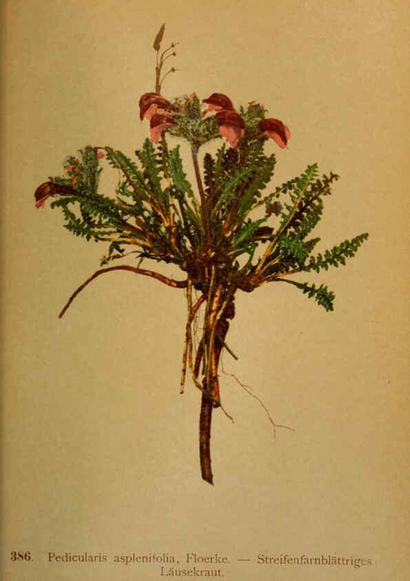 Reproducción/Reproduction 6389294341: Atlas de la flora alpine 4. Genève,Georg & Co.,1899