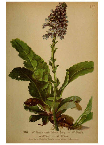 Reproducción/Reproduction 6389285089: Atlas de la flora alpine 4. Genève,Georg & Co.,1899