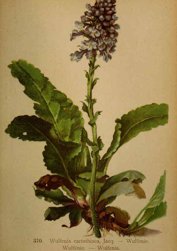 Reproducción/Reproduction 6389285089: Atlas de la flora alpine 4. Genève,Georg & Co.,1899