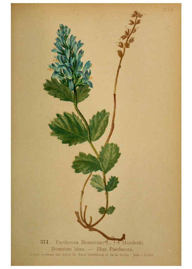 Reproducción/Reproduction 6389285693: Atlas de la flora alpine 4. Genève,Georg & Co.,1899
