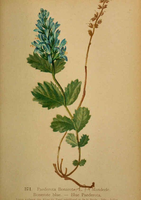 Reproducción/Reproduction 6389285693: Atlas de la flora alpine 4. Genève,Georg & Co.,1899