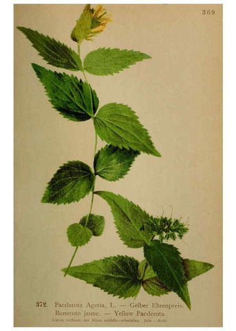 Reproducción/Reproduction 6389286135: Atlas de la flora alpine 4. Genève,Georg & Co.,1899