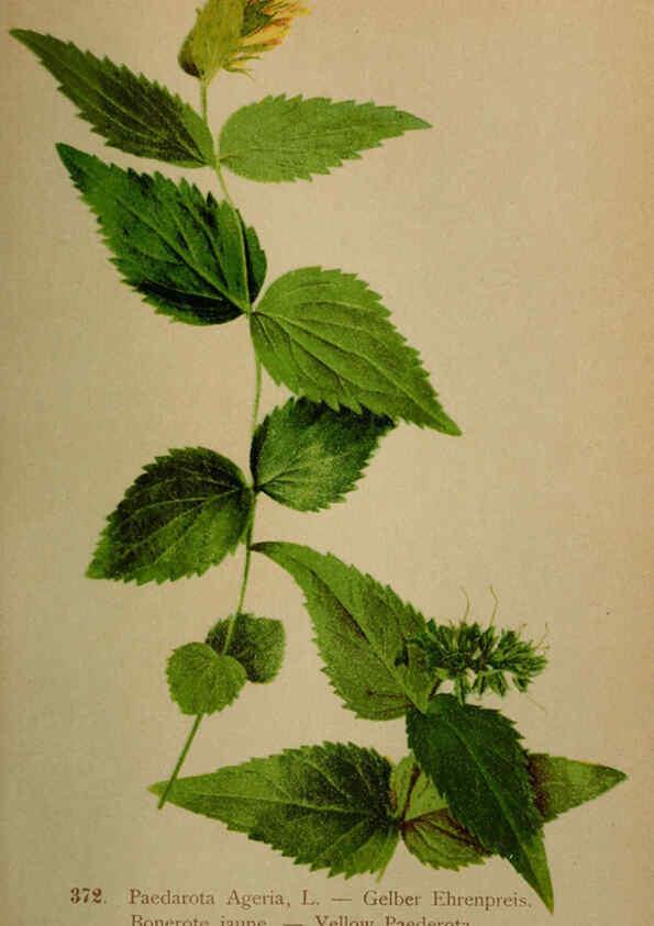 Reproducción/Reproduction 6389286135: Atlas de la flora alpine 4. Genève,Georg & Co.,1899