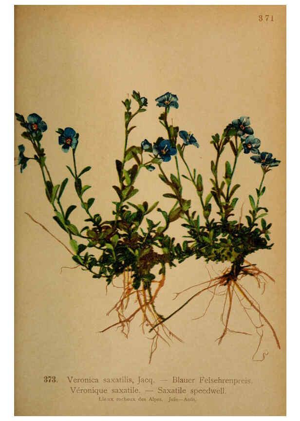 Reproducción/Reproduction 6389286617: Atlas de la flora alpine 4. Genève,Georg & Co.,1899
