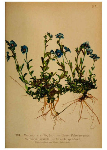 Reproducción/Reproduction 6389286617: Atlas de la flora alpine 4. Genève,Georg & Co.,1899