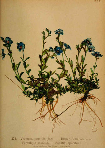 Reproducción/Reproduction 6389286617: Atlas de la flora alpine 4. Genève,Georg & Co.,1899