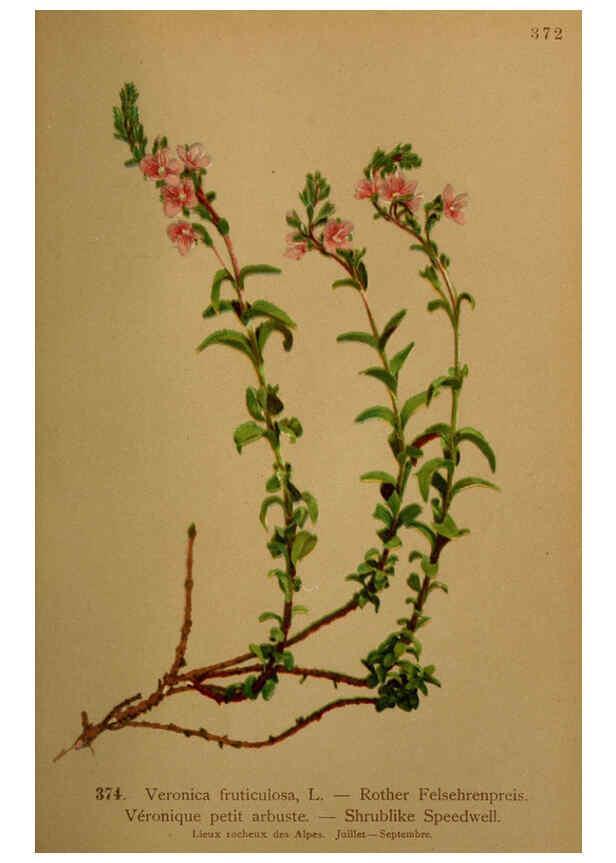 Reproducción/Reproduction 6389287041: Atlas de la flora alpine 4. Genève,Georg & Co.,1899