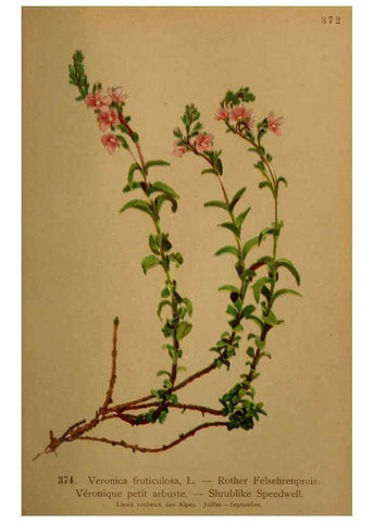 Reproducción/Reproduction 6389287041: Atlas de la flora alpine 4. Genève,Georg & Co.,1899