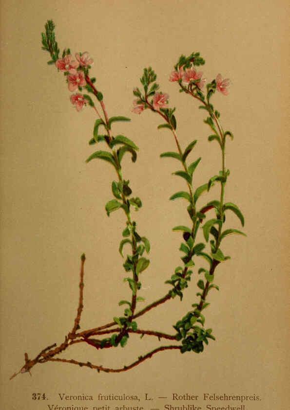 Reproducción/Reproduction 6389287041: Atlas de la flora alpine 4. Genève,Georg & Co.,1899