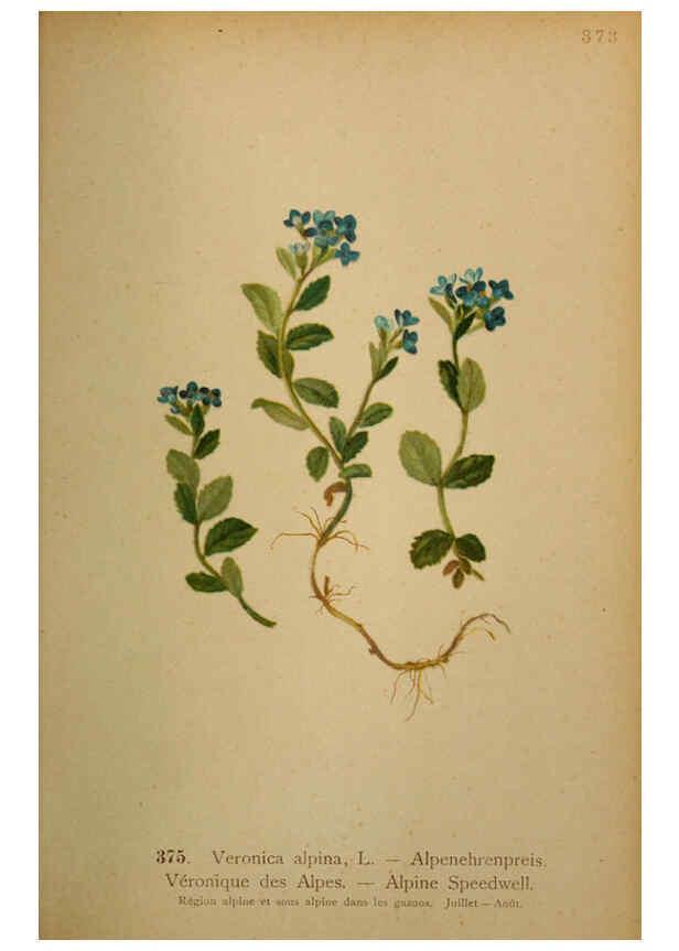 Reproducción/Reproduction 6389287631: Atlas de la flora alpine 4. Genève,Georg & Co.,1899
