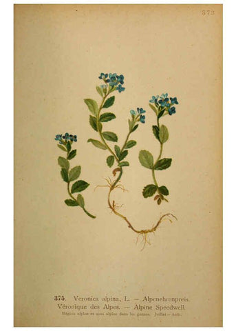 Reproducción/Reproduction 6389287631: Atlas de la flora alpine 4. Genève,Georg & Co.,1899