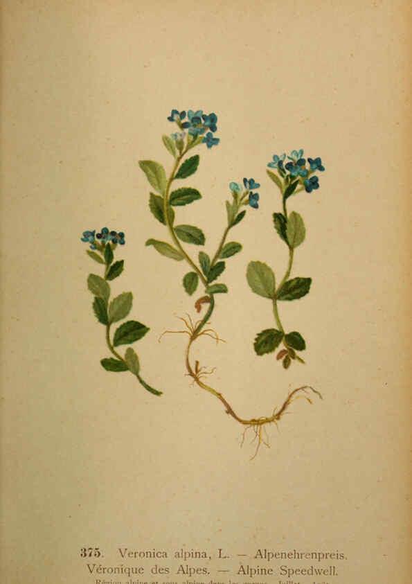 Reproducción/Reproduction 6389287631: Atlas de la flora alpine 4. Genève,Georg & Co.,1899