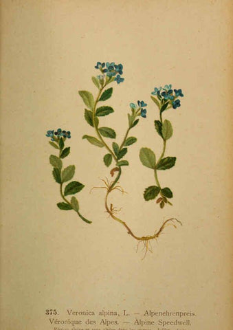 Reproducción/Reproduction 6389287631: Atlas de la flora alpine 4. Genève,Georg & Co.,1899