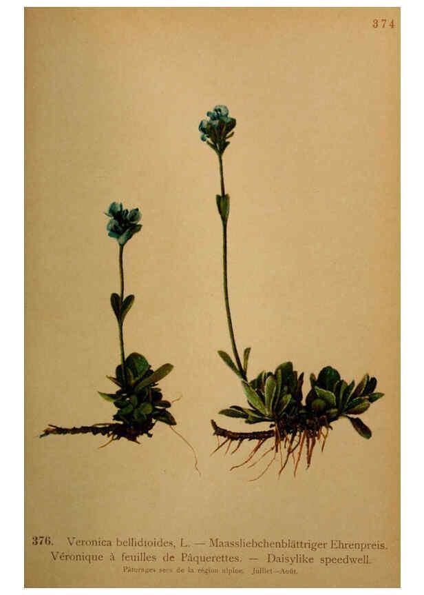 Reproducción/Reproduction 6389288233: Atlas de la flora alpine 4. Genève,Georg & Co.,1899
