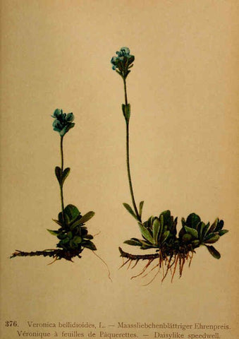 Reproducción/Reproduction 6389288233: Atlas de la flora alpine 4. Genève,Georg & Co.,1899