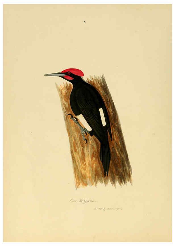 Reproducción/Reproduction 6418320103: Illustrations of Indian ornithology Madras :Printed by P.R. Hunt, American Mission Press,1847