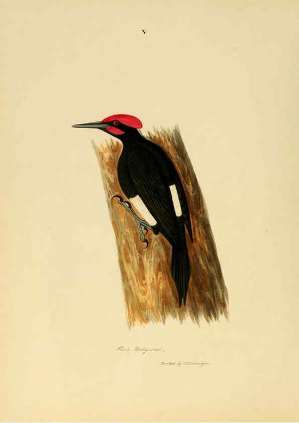 Reproducción/Reproduction 6418320103: Illustrations of Indian ornithology Madras :Printed by P.R. Hunt, American Mission Press,1847