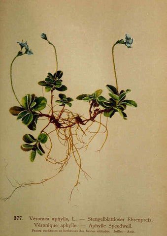 Reproducción/Reproduction 6389288687: Atlas de la flora alpine 4. Genève,Georg & Co.,1899