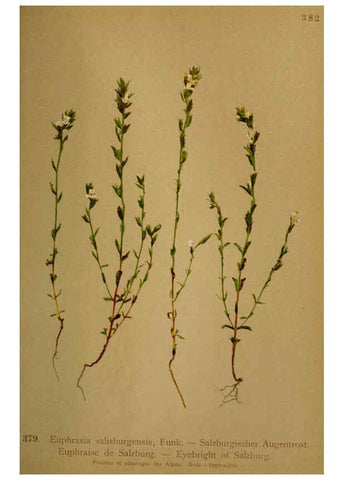 Reproducción/Reproduction 6389290411: Atlas de la flora alpine 4. Genève,Georg & Co.,1899