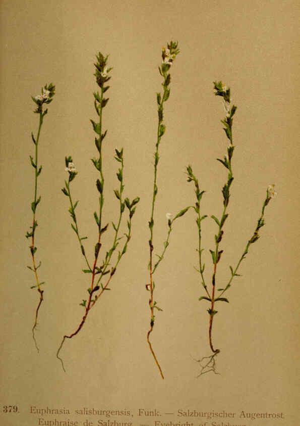 Reproducción/Reproduction 6389290411: Atlas de la flora alpine 4. Genève,Georg & Co.,1899