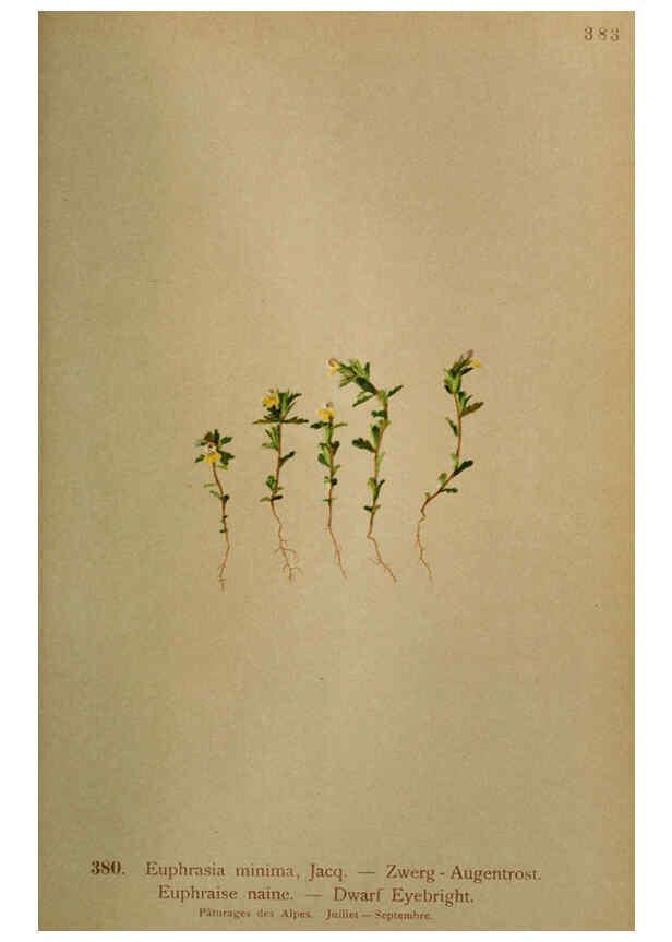 Reproducción/Reproduction 6389290967: Atlas de la flora alpine 4. Genève,Georg & Co.,1899