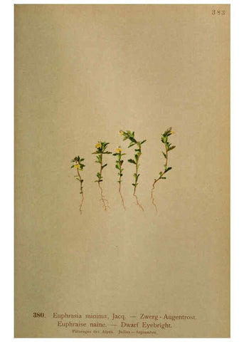 Reproducción/Reproduction 6389290967: Atlas de la flora alpine 4. Genève,Georg & Co.,1899