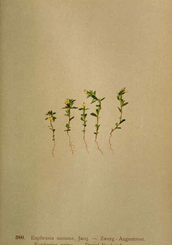 Reproducción/Reproduction 6389290967: Atlas de la flora alpine 4. Genève,Georg & Co.,1899